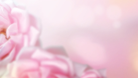 Blooming flowers in beautiful soft color backgroundの写真素材