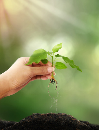 Eco,Close up of female hand with tree plantingの写真素材