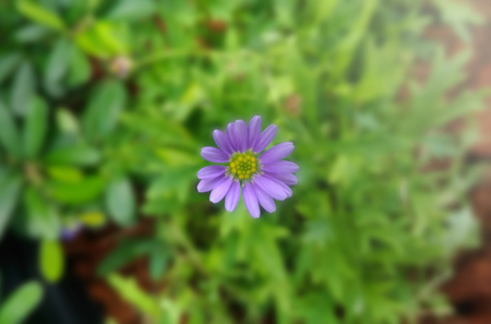 Tiny flower on green leave backgroundの写真素材