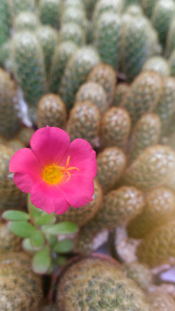 Tiny pink flower in the middle of cactusesの写真素材