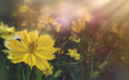 Blooming yellow flowers vintage backgroundの写真素材
