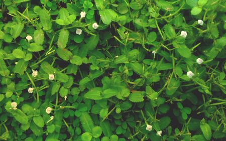 Close-up of green nature grass, Close-up of little white flowers and grass backgroundの写真素材