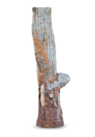 termite tree damage on white backgroundの写真素材