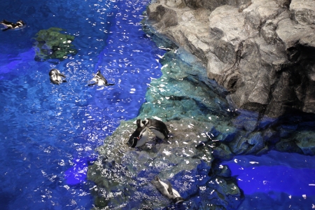 Penguin playingの写真素材