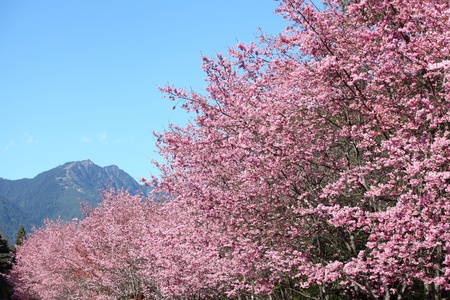Cherry blossom at Taiwanの写真素材