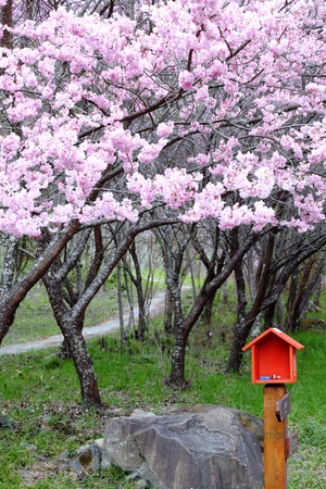 Cherry blossom and mail boxの写真素材