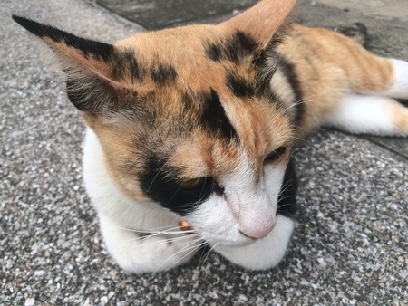 The cat three colorsの写真素材