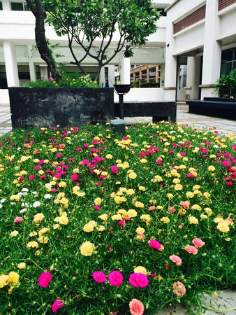 flower gardenの写真素材