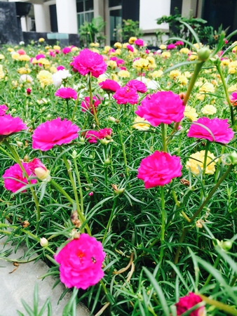 flower gardenの写真素材