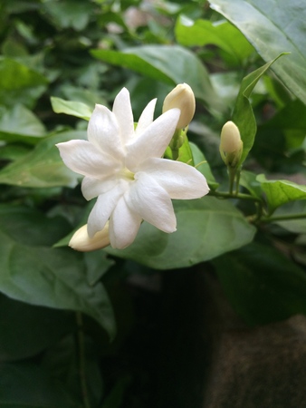 Jasmineの写真素材