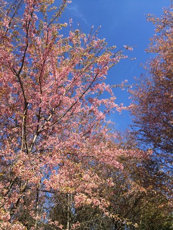 Sakura Cherry Blossomsの写真素材