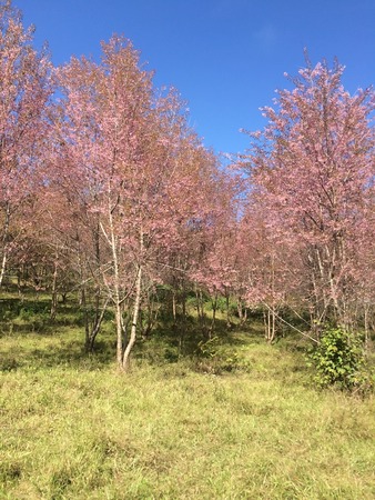 Sakura Cherry Blossomsの写真素材