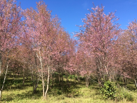 Sakura Cherry Blossomsの写真素材