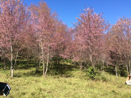 Sakura Cherry Blossomsの写真素材
