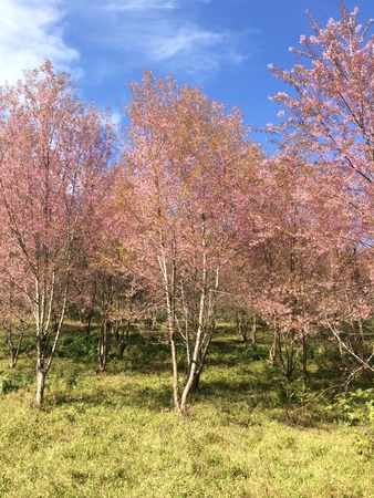 Sakura Cherry Blossomsの写真素材