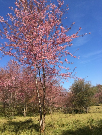 Sakura Cherry Blossomsの写真素材