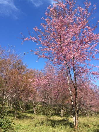 Sakura Cherry Blossomsの写真素材