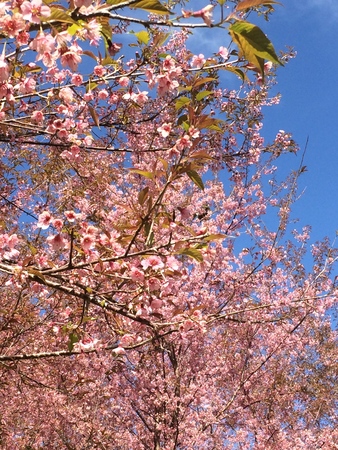 Sakura Cherry Blossomsの写真素材