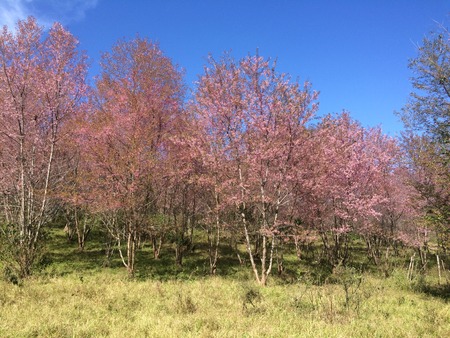 Sakura Cherry Blossomsの写真素材