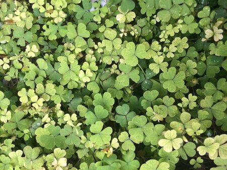 Lucky leafの写真素材