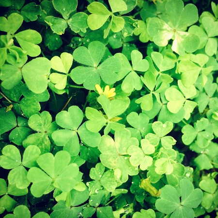 Lucky leaf