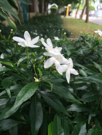 flowers white aroma spaの写真素材