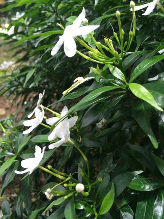 Flowers white aroma spa closeupの写真素材