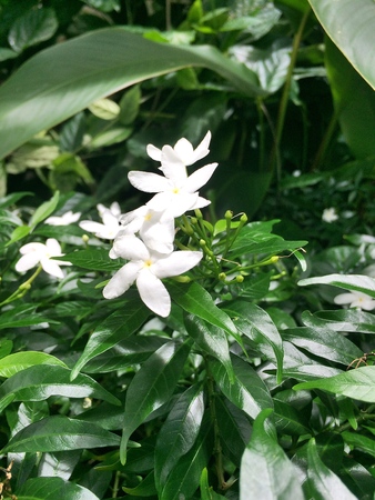 flowers white aroma spaの写真素材