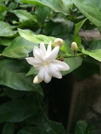 Jasmine flowers isolated backgroundの写真素材