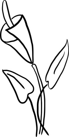 Calla lilies.A vector illustration ready for vinyl cutting.のイラスト素材