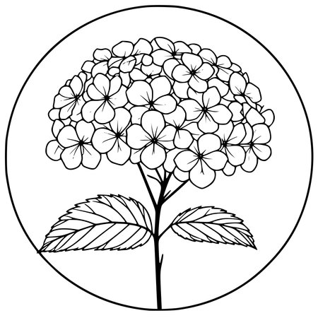 Illustration of a hydrangea in a round frame.のイラスト素材