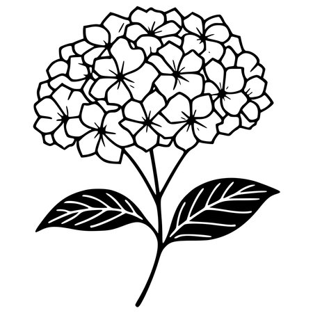 Hydrangea flower isolated on white background. Black and white vector illustration.のイラスト素材