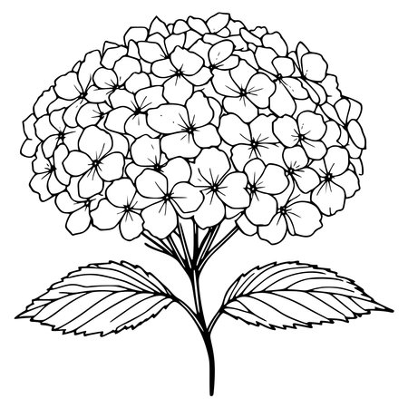 Hydrangea flower, sketch for your design. Vector illustration.のイラスト素材