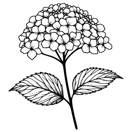 Hydrangea. Hand drawn black and white sketch. Vector illustration.のイラスト素材