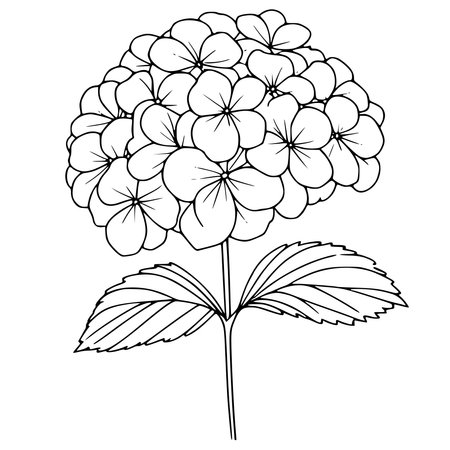 Hydrangea flower vector illustration. Hand drawn hydrangea flower.のイラスト素材