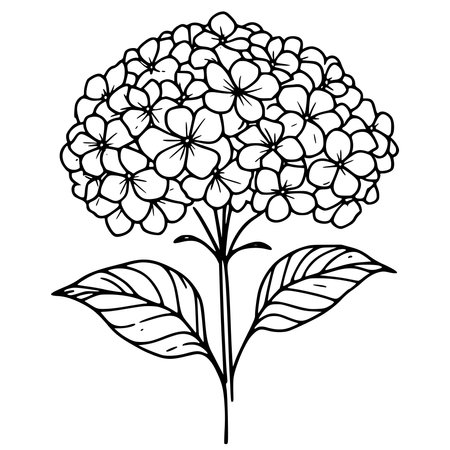 Illustration of hydrangea flower on a white background.のイラスト素材