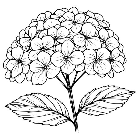 Hydrangea, vintage line drawing or engraving illustration.のイラスト素材