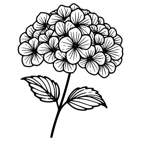 Vector hydrangea. Hand drawn botanical illustration with flowers.のイラスト素材