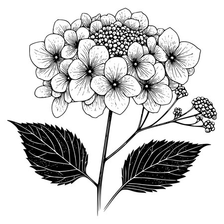 Hydrangea flower. Hand drawn botanical illustration in black and white.