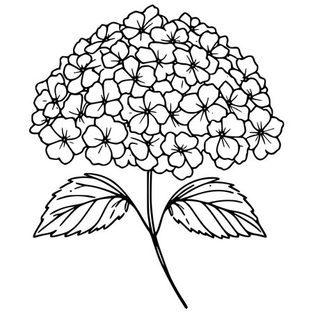 Hydrangea flower. Black and white vector illustration for coloring book.のイラスト素材