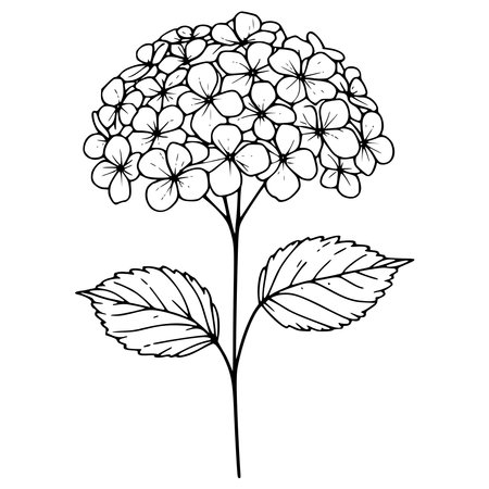 Hydrangea flower. Black and white vector illustration isolated on white background.のイラスト素材