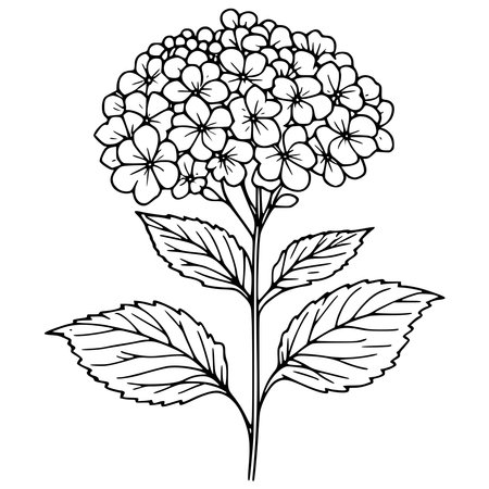 Illustration of hydrangea flower on a white background.のイラスト素材