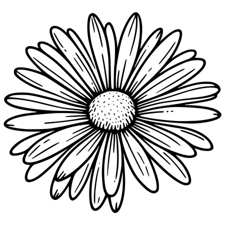 Daisy flower. Hand drawn vector illustration in doodle style.のイラスト素材