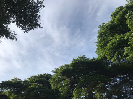 Trees and blue sky with white clouds. View from below.の写真素材