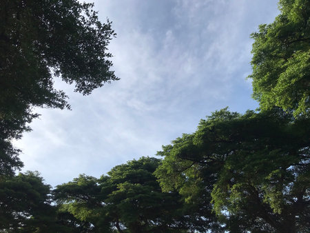 Trees and blue sky in the park,Thailand,Asia