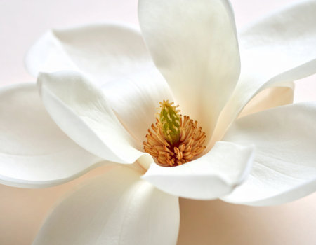 White magnolia flower on a light background, close-up.の素材