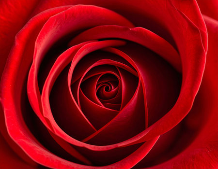 close up of red rose petals for valentines day backgroundの素材