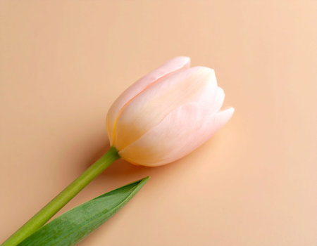 Beautiful pink tulip on beige background. Top view.の素材