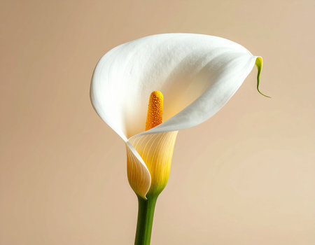Beautiful calla lily flower isolated on a white background.の素材