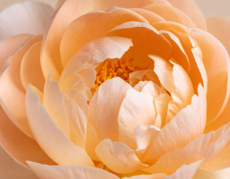 close up of peach peony petals on beige background, macroの素材